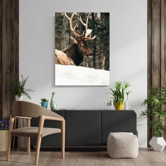 "Winter King: Majestic Elk in Snow" - Premium Metal Poster
