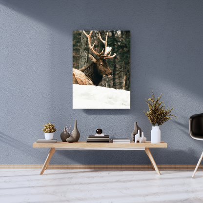 "Winter King: Majestic Elk in Snow" - Premium Metal Poster
