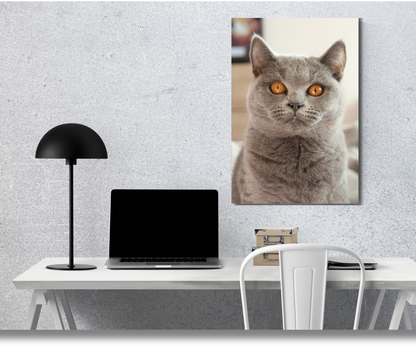 Royal Chartreux Portrait - Premium Metal Poster