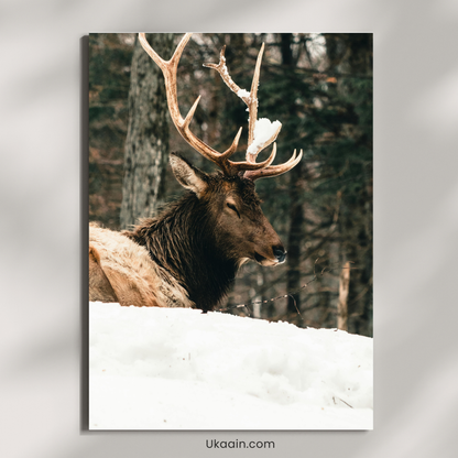 "Winter King: Majestic Elk in Snow" - Premium Metal Poster