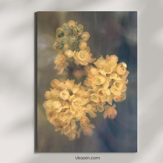 The Soft Bloom of Sun-Kissed Petals - Premium Metal Poster