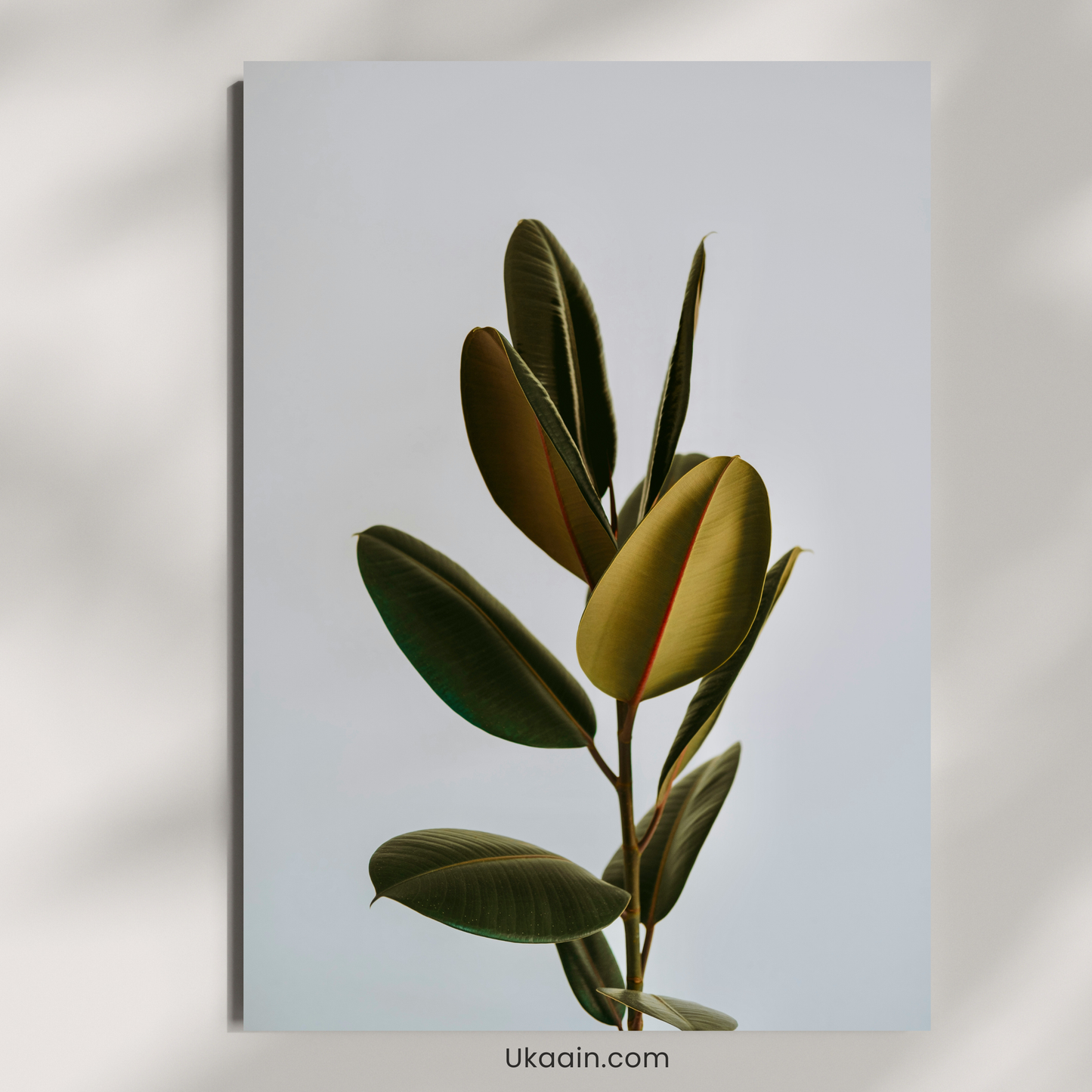 Verdant Minimalist: The Rubber Fig Study - Premium Metal Poster