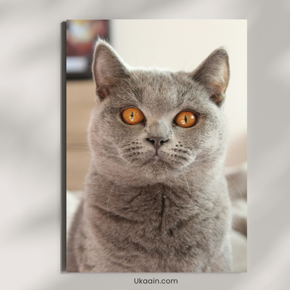 Royal Chartreux Portrait - Premium Metal Poster