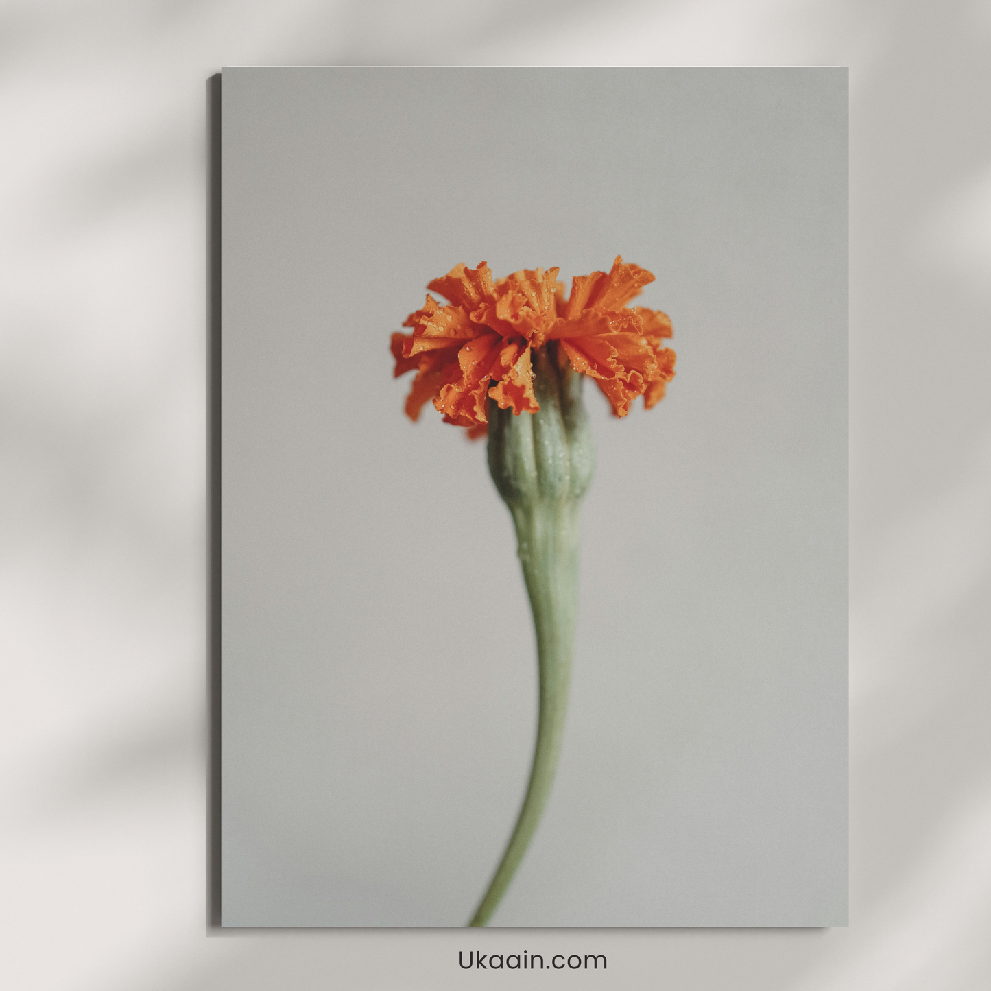 The Solitary Bloom: Marigold Muse - Premium Metal Poster